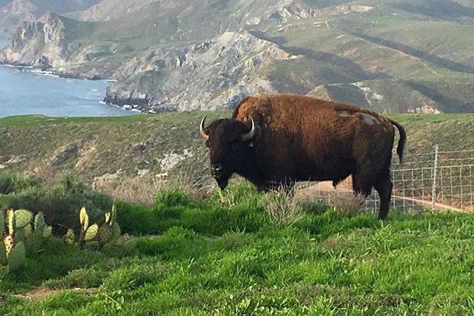 Catalina Island Bison Expedition - Eco-Friendly Hummer and Biofuel Power