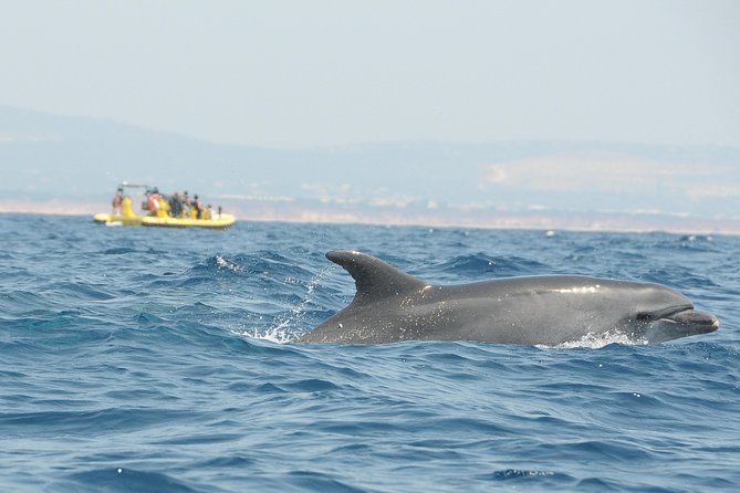 Caves and Dolphin Watching Cruise From Albufeira - Meeting and Pickup Details