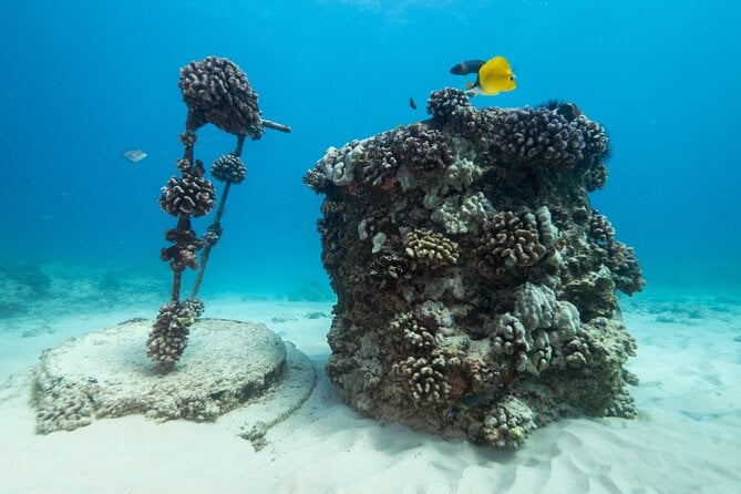 Certified Diver: 2-Tank Shallow Reef Dives off Oahu - Optional Add-ons and Amenities