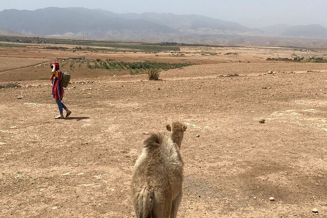 Desert Agafay and Atlas Mountains Day Tour & Camel Ride From Marrakech - Reviews
