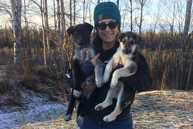 Dog Sledding Adventure in Willow, Alaska - Ratings and Traveler Details