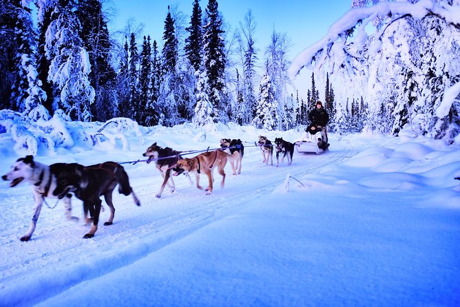 Dog Sledding and Mushing Experience in North Pole - Booking and Pricing