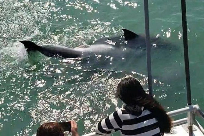 Eco and Dolphin Watch Tour of South Padre Island - Wildlife Highlights