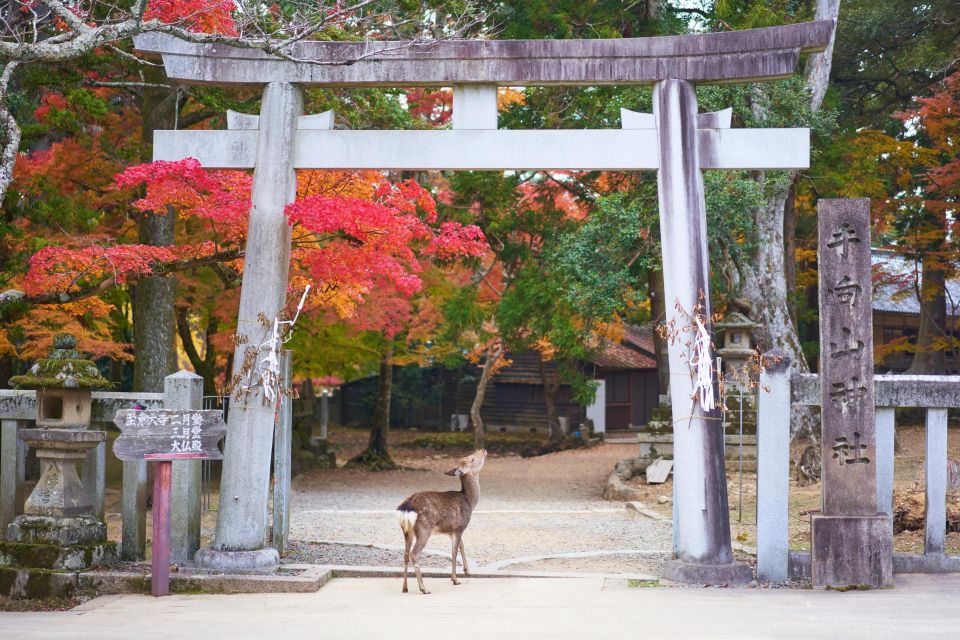 From Kyoto or Osaka: Private Walking Tour Through Nara - Starting Point and Transport