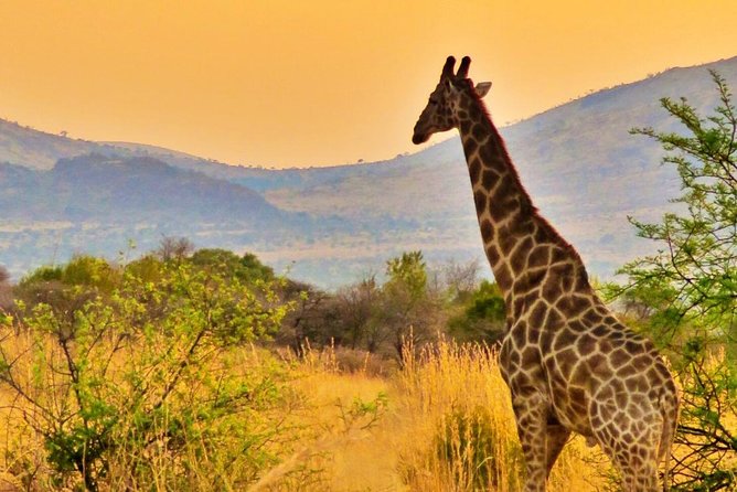 Full Day Ultimate Pilanesberg National Park Safari From Johannesburg or Pretoria - Hotel Pickup and Drop-off