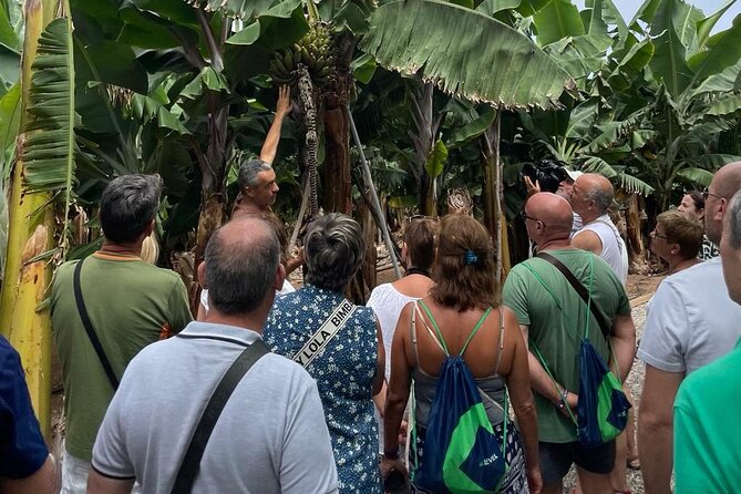 Guided Tour of the Banana World - Just The Basics