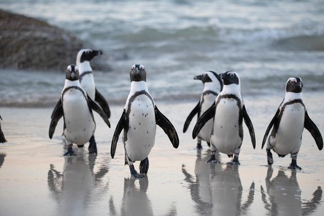 Half Day Boulders Penguins and Cape Point Small Group Tour - Exclusions