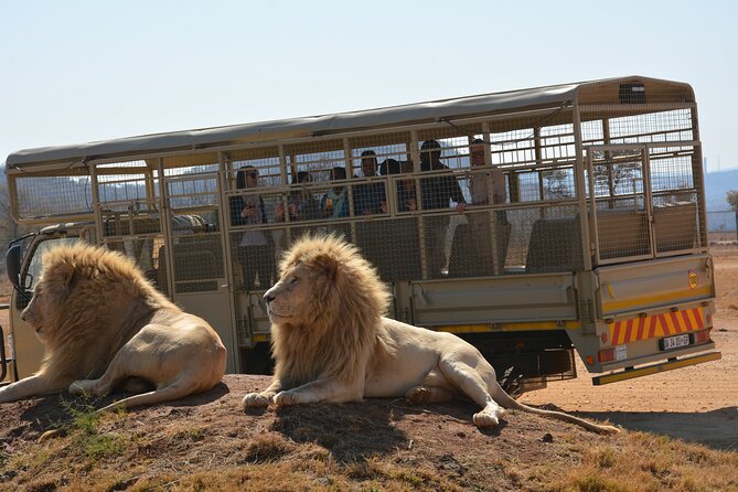 Half Day Lion Park Tour From Johannesburg or Pretoria - Cancellation Policy