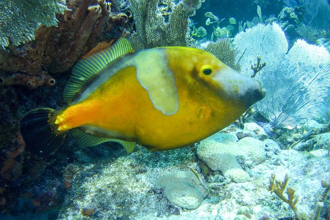 Half Day Snorkel Trip on Reefs in the Florida Keys - Customer Feedback Highlights