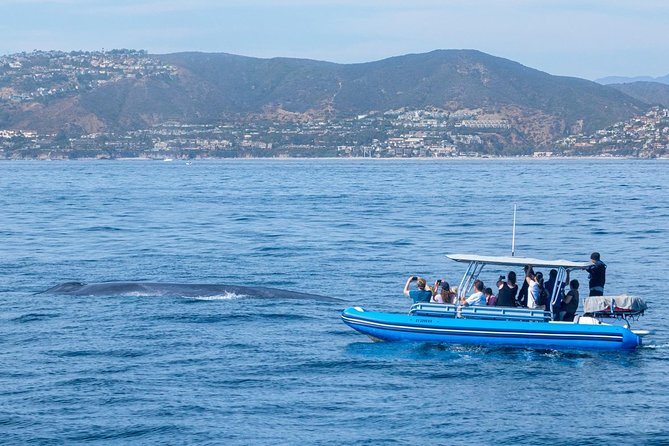 High Speed Zodiac Whale Watching Safari From Dana Point - Meeting Point and Arrival Time