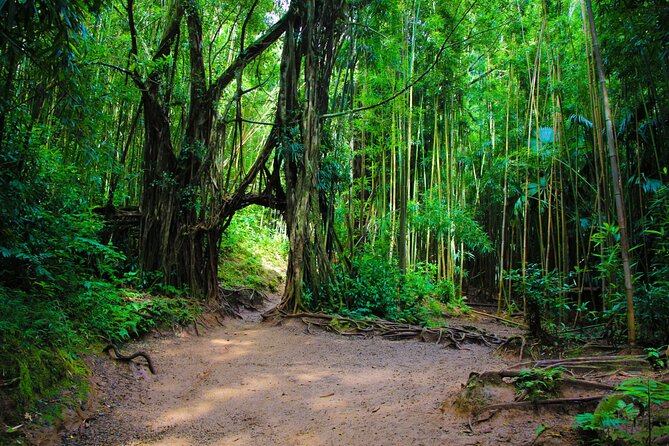 Hike Trail to Waterfall & Nature Walk - Popular Trails in Honolulu