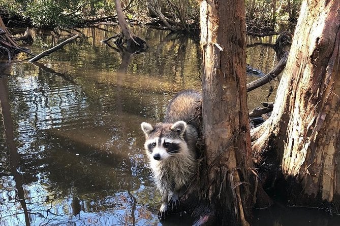 Honey Island Swamp Boat Tour With Transportation From New Orleans - Fishing Industry in Louisiana