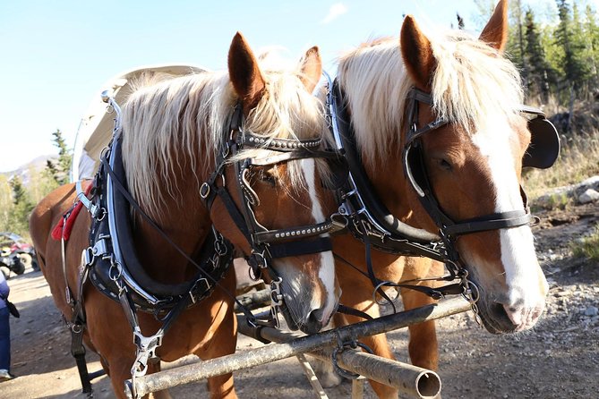 Horse-Drawn Covered Wagon Ride With Backcountry Dining - Positive Reviews
