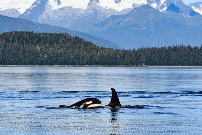 Juneaus Premier Whale Watching - Pickup and Drop-off Arrangements