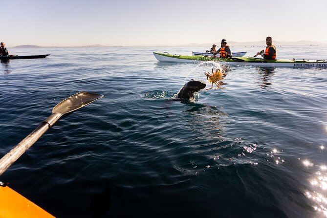 Kayak Adventure in Cape Town, Table Mountain National Reserve - Wildlife Spotting Opportunities