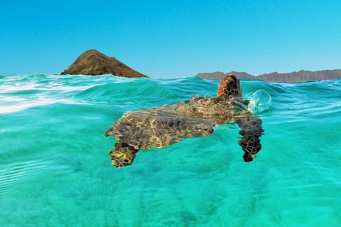 Kayaking Tour of Kailua Bay With Lunch, Oahu - Snorkeling With Turtles