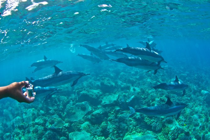 Kealakekua Bay Snorkeling Tour - 4 Hour Kona Zodiac Adventure - Special Offer and Reviews