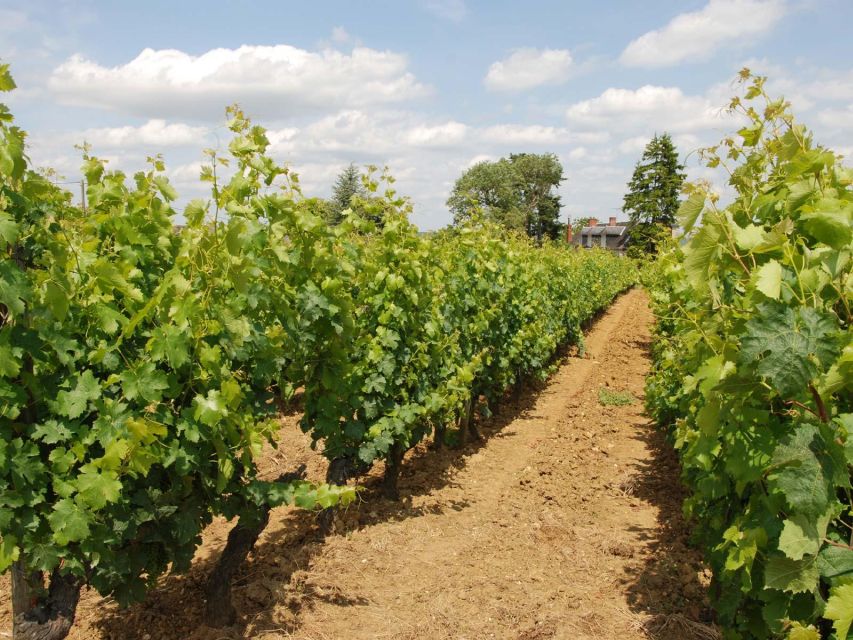 Loire Valley Tour & Wine Tasting Vouvray, Chinon, Bourgueil - Lunch and Sightseeing in Chinon