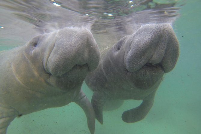 Manatee Snorkel Tour With In-Water Divemaster/Photographer - Meeting and Pickup