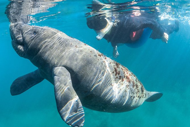 Manatee Swim Tour With in Water Photographer - Booking and Cancellation Policy