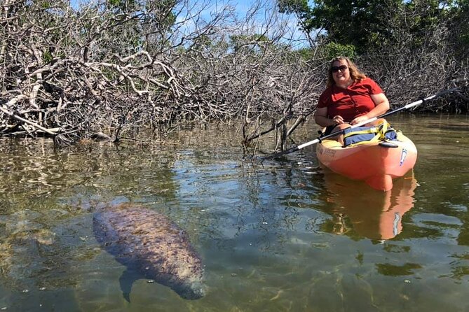 Mangroves and Manatees - Guided Kayak Eco Tour - Sunset and Night Tour Options