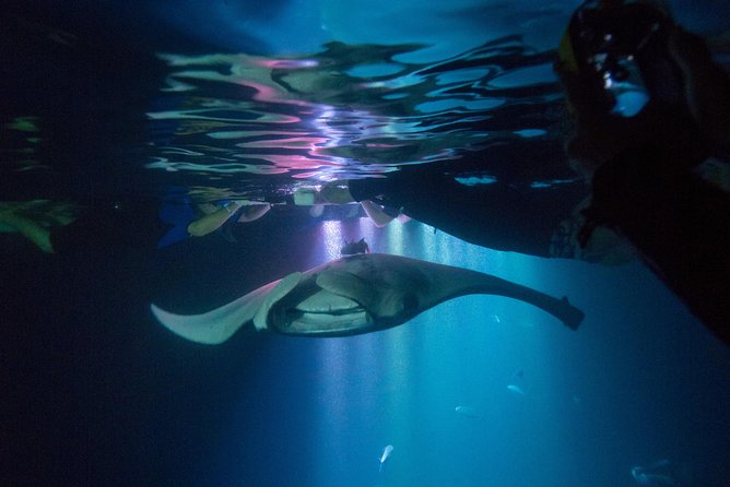 Manta Ray Night Snorkel Tour From Kona - Meeting and Pickup Details