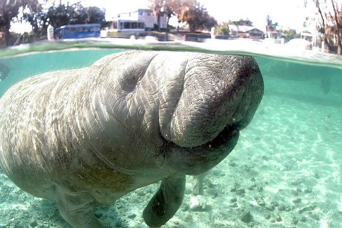 Most Popular 3hr Manatee Swim Tour + In-Water Guide! - Additional Info