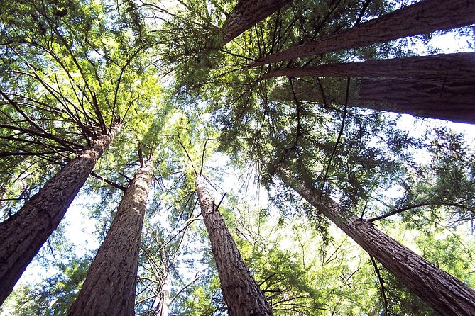 Muir Woods Tour of California Coastal Redwoods - Meeting and Pickup