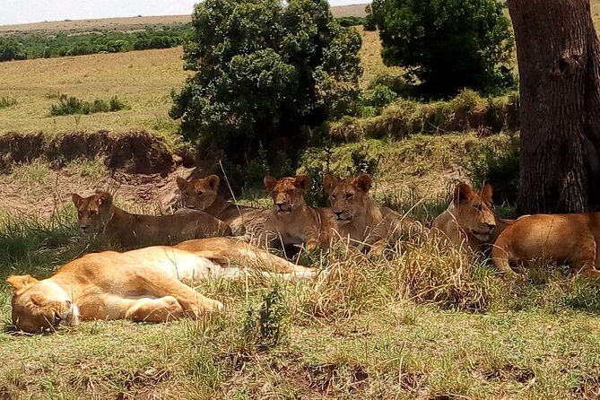 Nairobi National Park Half-Day Tour; Free Wi-Fi Connection - Pickup and Drop-off Service