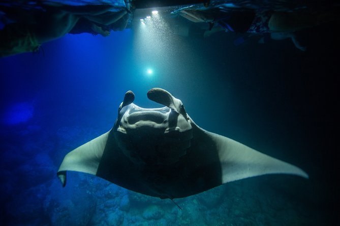Night Manta Ray Experience - Cancellation Policy and Booking
