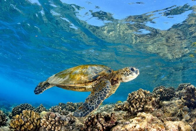 North Shore Circle Island Adventure Including Snorkeling With the Turtles - Snorkeling With Turtles