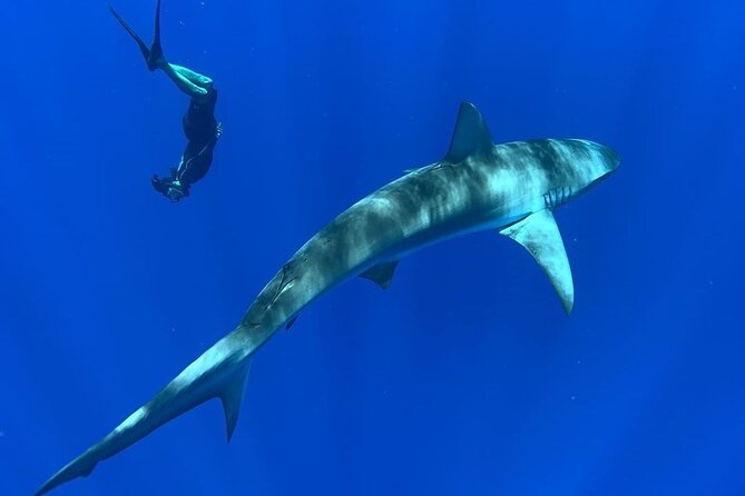 Pelagic Shark Dive Tour - Minimum Age and Group Size