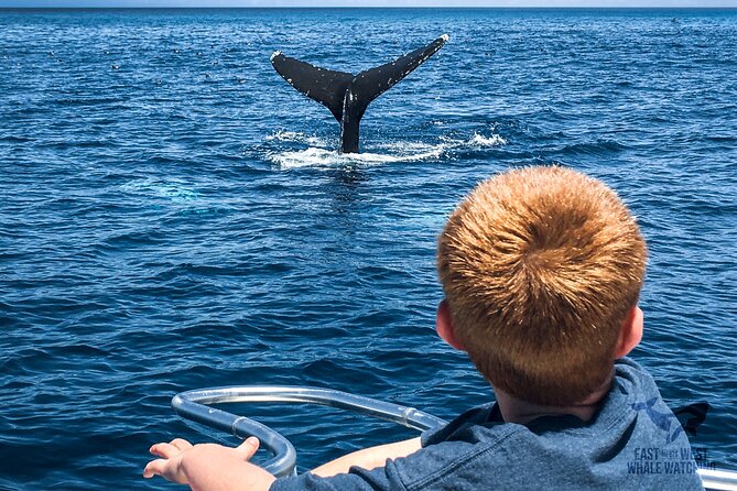 Private 2hr Supreme Whale/Dolphin Watching Tour, Newport Beach CA - Tour Accessibility and Restrictions