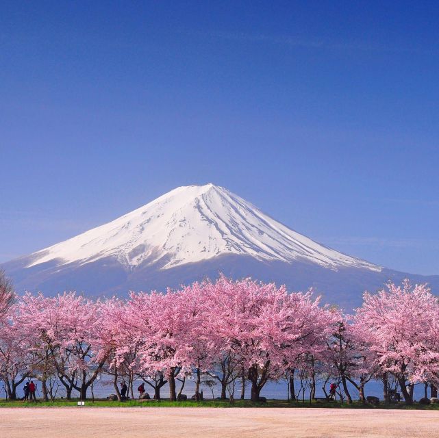 Private Day Trip to Mt. Fuji & Hakone Cherry Blossoms - Mount Fuji Exploration