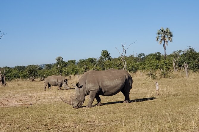 Rhino Game Drive - Parks History and Ecology