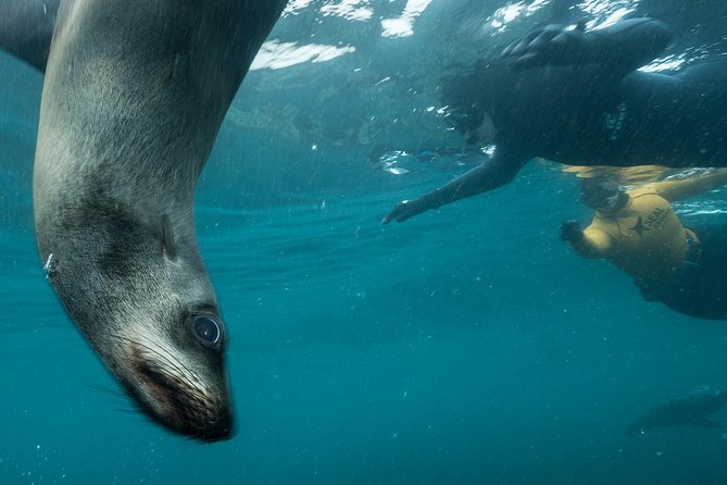 Seal Snorkeling With Animal Ocean in Hout Bay - Booking and Cancellation Details