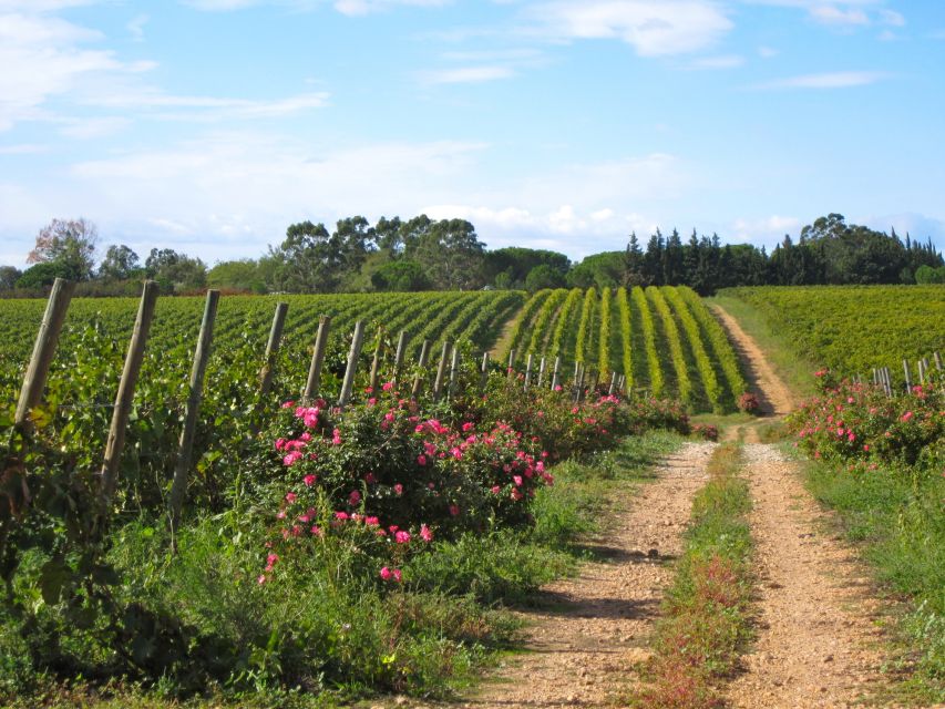 Sète: Private Half-Day Wine Tour - Highlights of the Tour