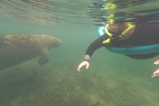 Small Group Manatee Snorkel Tour With In-Water Guide and Photographer - Policies and Requirements