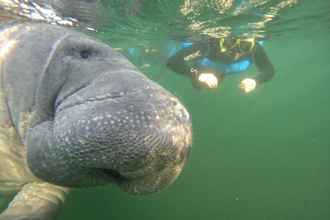 Small Group Manatee Swim Tour With In Water Guide - Reviews