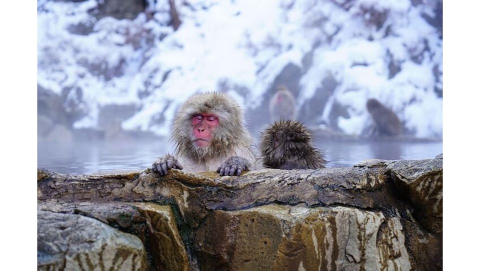 Snow Monkey & ZinkoJi With Sake Tasting Private Tour - Jigokudani Monkey Park