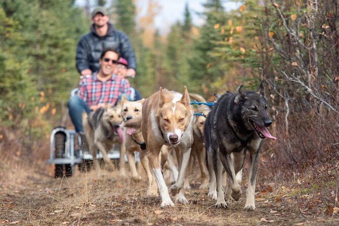 Summer Dog Sledding Adventure in Willow, Alaska - Meeting Information