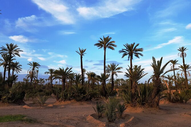 Sunset Camel Ride Tour in Marrakech Palm Grove - Exploring La Palmeraie