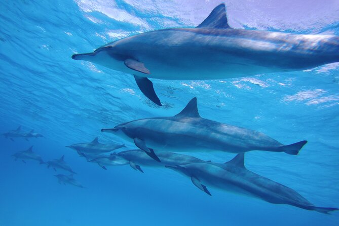 Swimming With Dolphin VIP Snorkeling Sea Trip With Lunch and Transfer - Hurghada - Duration and Group Size
