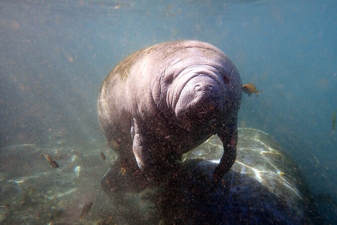 The OG Manatee Snorkel Tour With In-Water Guide/Photographer - Visitor Reviews