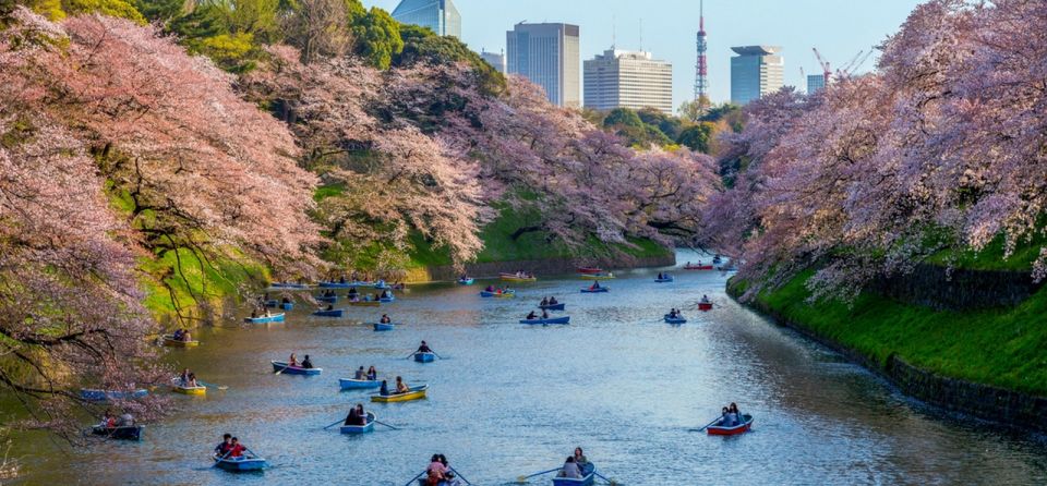 Tokyo: Private Cherry Blossom Experience - Curating a Sakura-Themed Bento