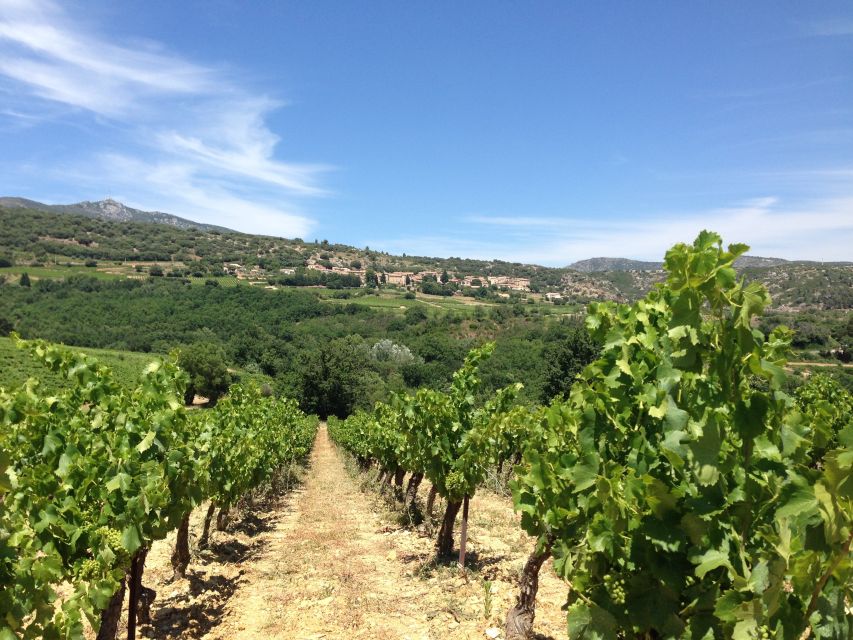 Vineyards and Village of the Languedoc - Exploring the Hérault Gorges