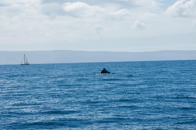 Waikiki Turtle Canyon Snorkel (2 Hours; Ala Wai Harbor, Oahu) - Whale Watching Experience