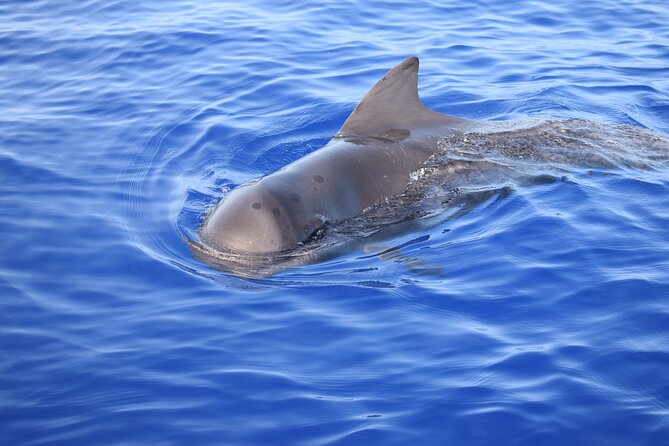 Whale and Dolphin Watching Tour in Madeira - Confirmation and Accessibility
