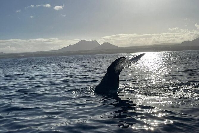 Whale Dream Ltd - Whale Watching and Swim With Dolphins - Booking and Policies