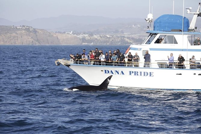 Whale Watching Excursion in Dana Point - Narration and Informative Elements